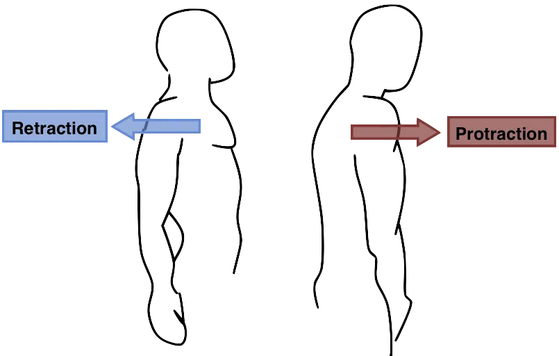 protraction et retraction scapulaire